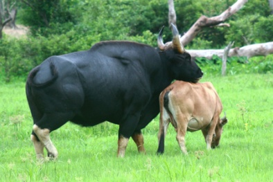 Khánh Hòa nghiên cứu lai tạo và chọn lọc bò lai bò tót